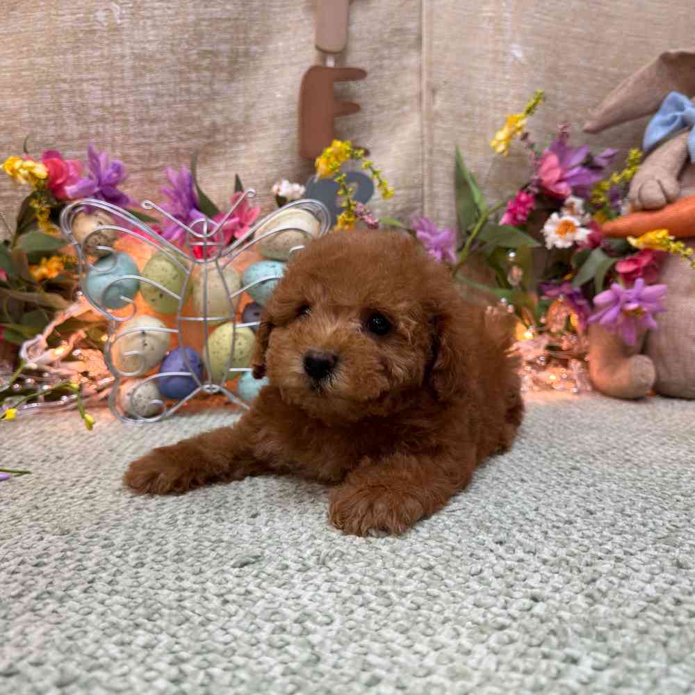 carousel pet images