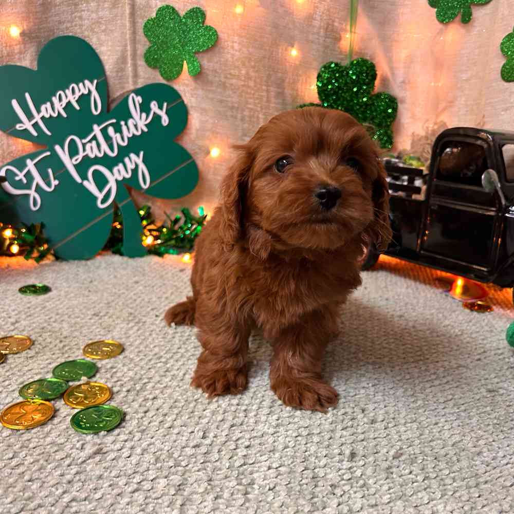 carousel pet images