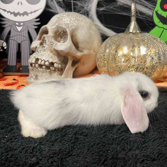 Holland Lop