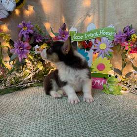 Pembroke Welsh Corgi