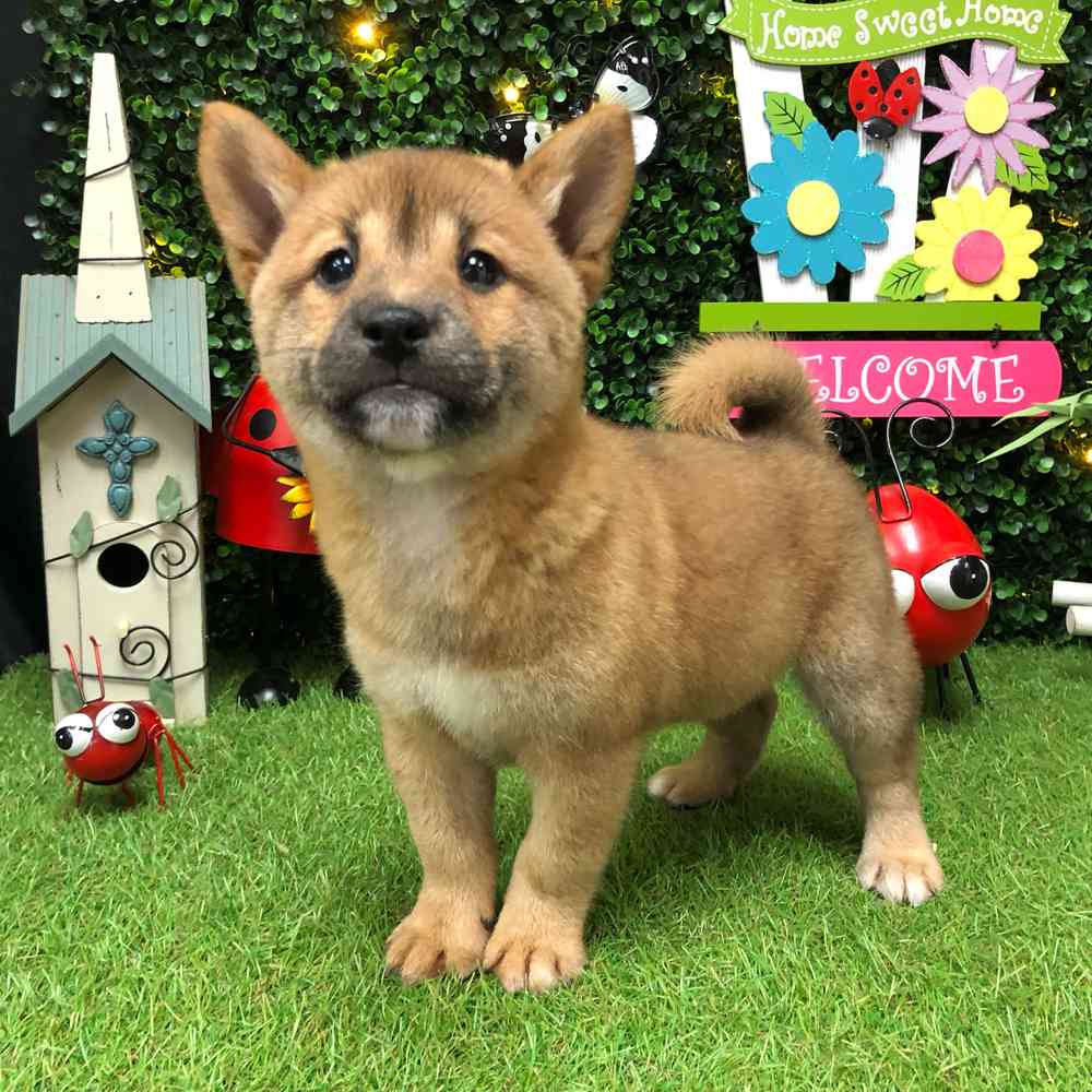 Image of a pet breed in the gallery