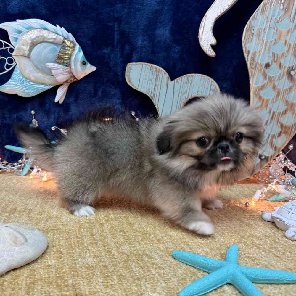 carousel pet images