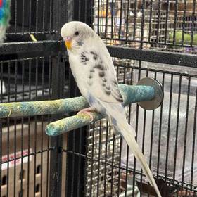 Parakeet