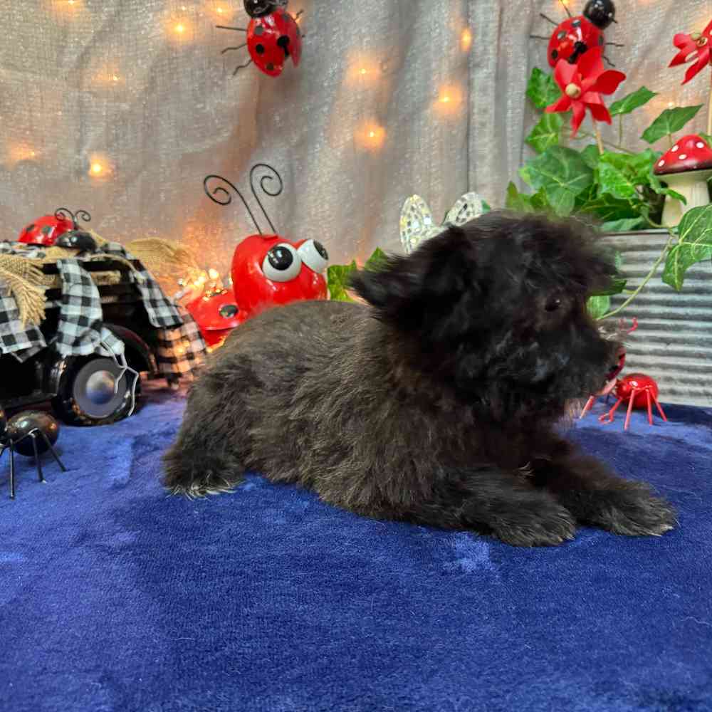 carousel pet images