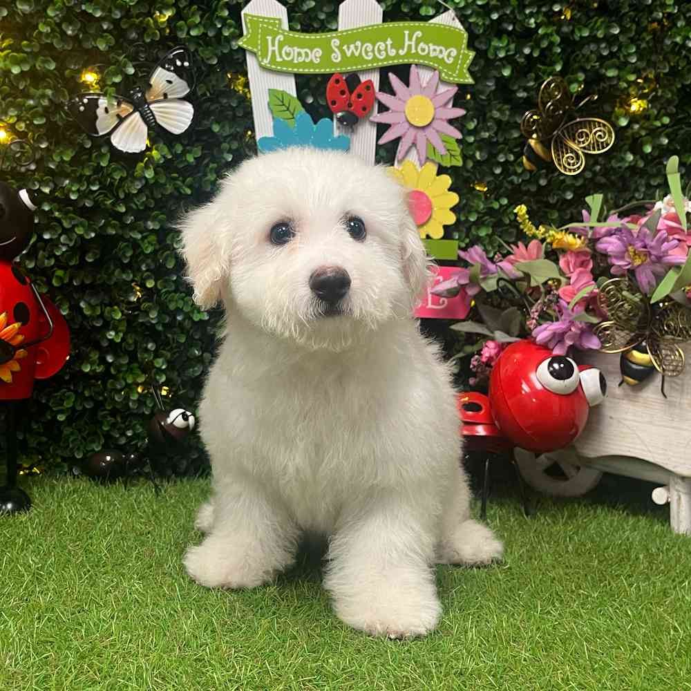 carousel pet images