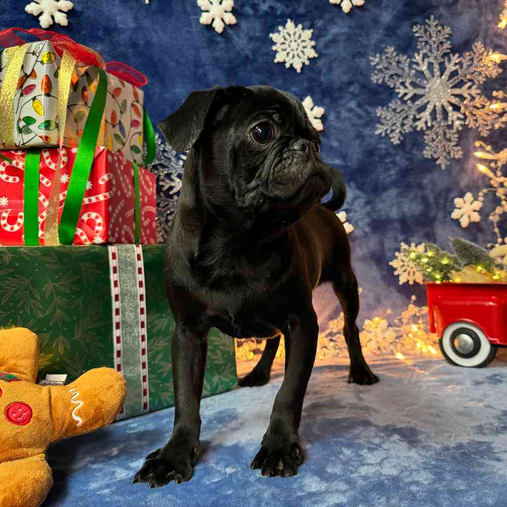 carousel pet images