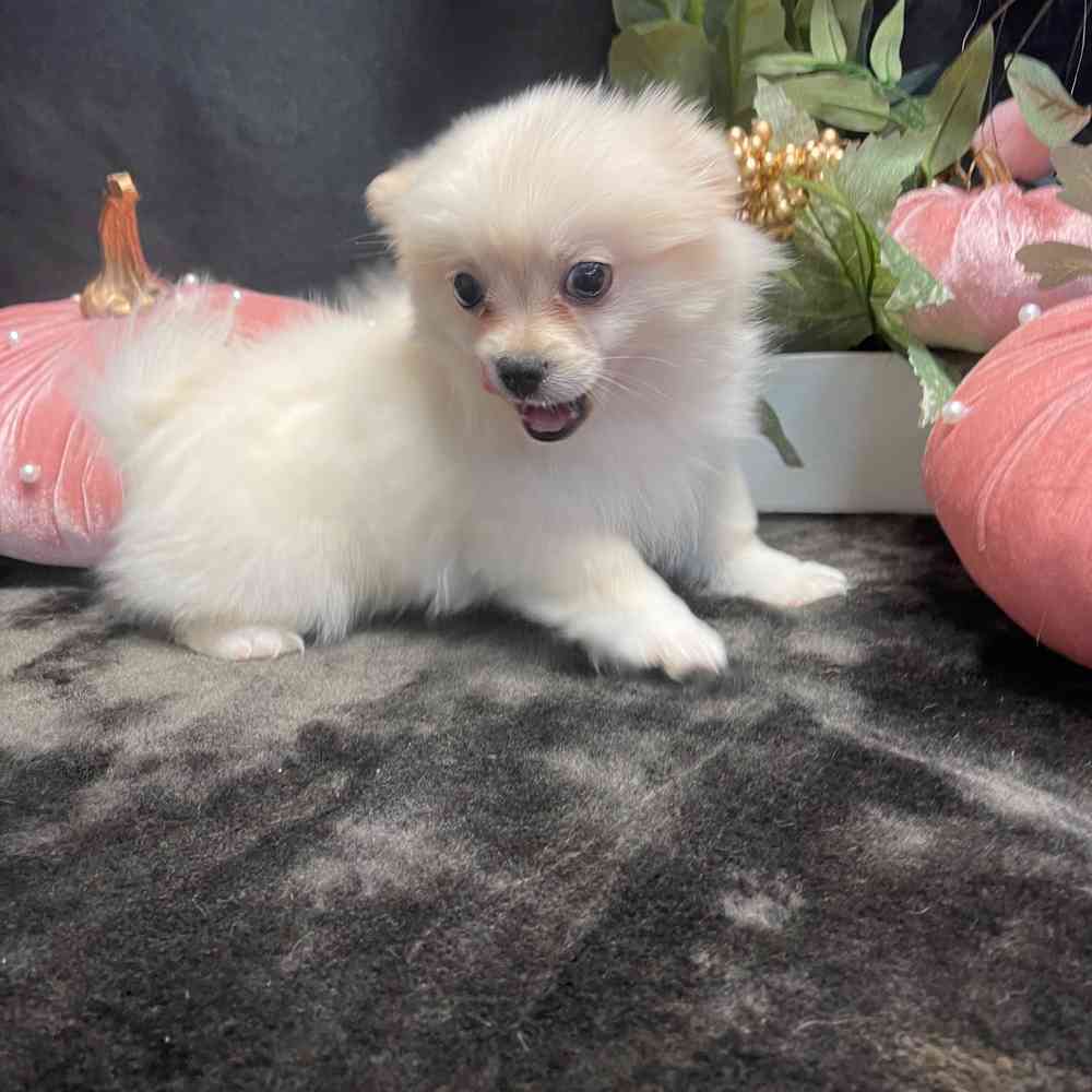carousel pet images
