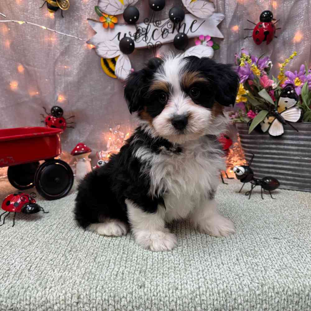 carousel pet images