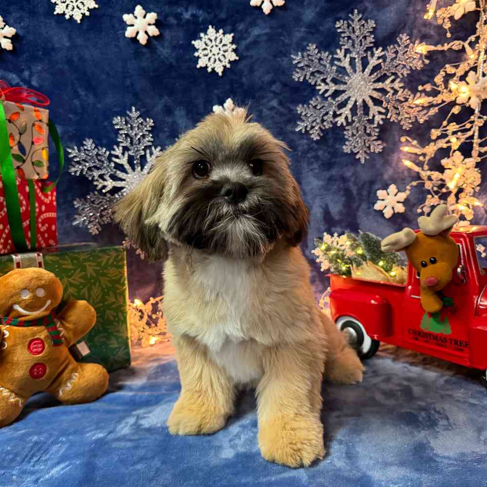 carousel pet images