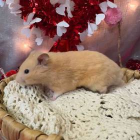 Syrian Hamster