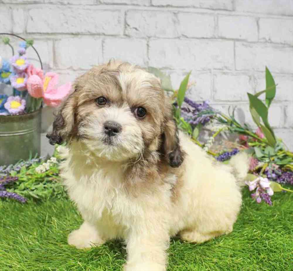 carousel pet images