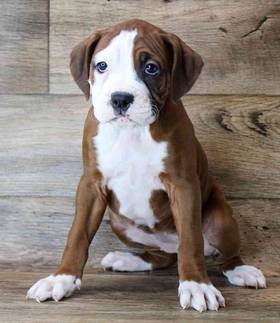 Boxer