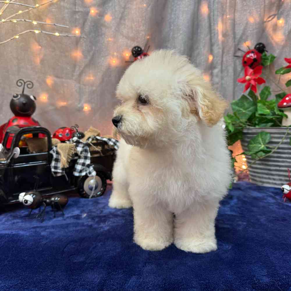 carousel pet images