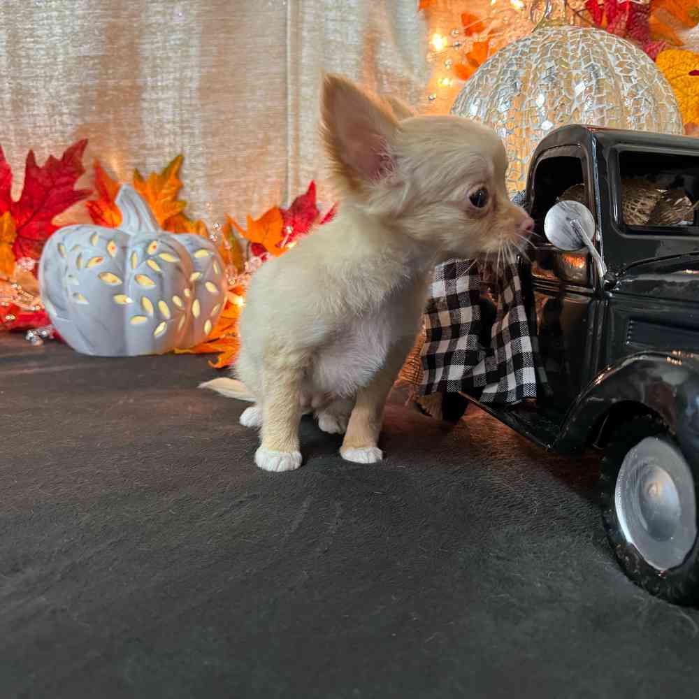 carousel pet images