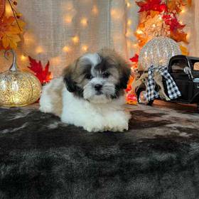 Teddy Bear