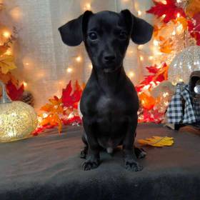Chihuahua Mix