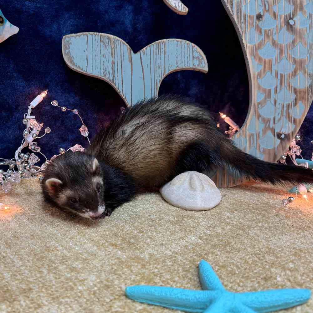 carousel pet images