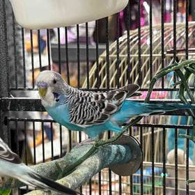 Parakeet