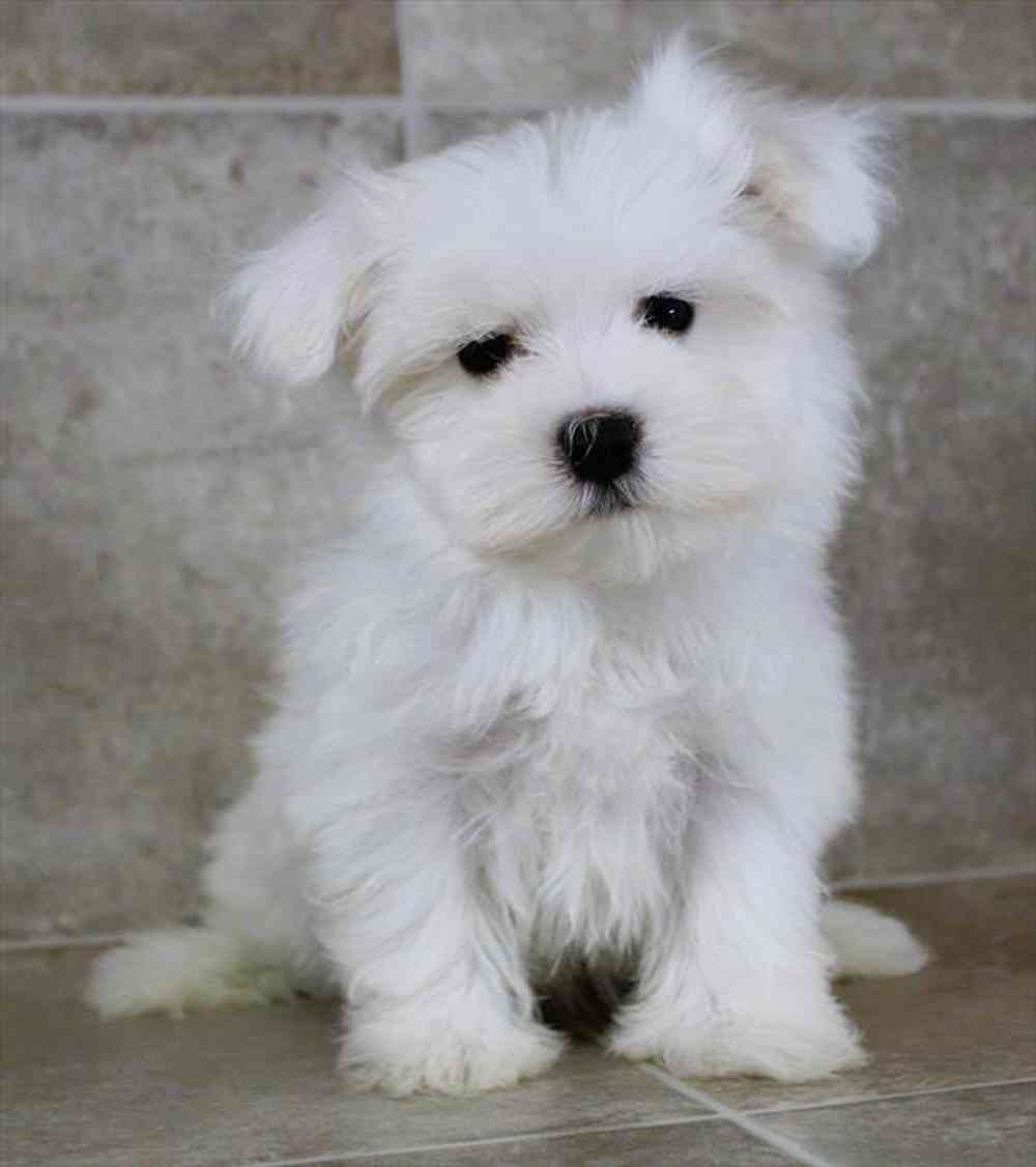 Image of a pet breed in the gallery