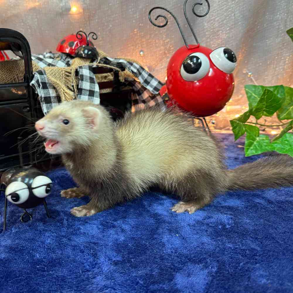 carousel pet images