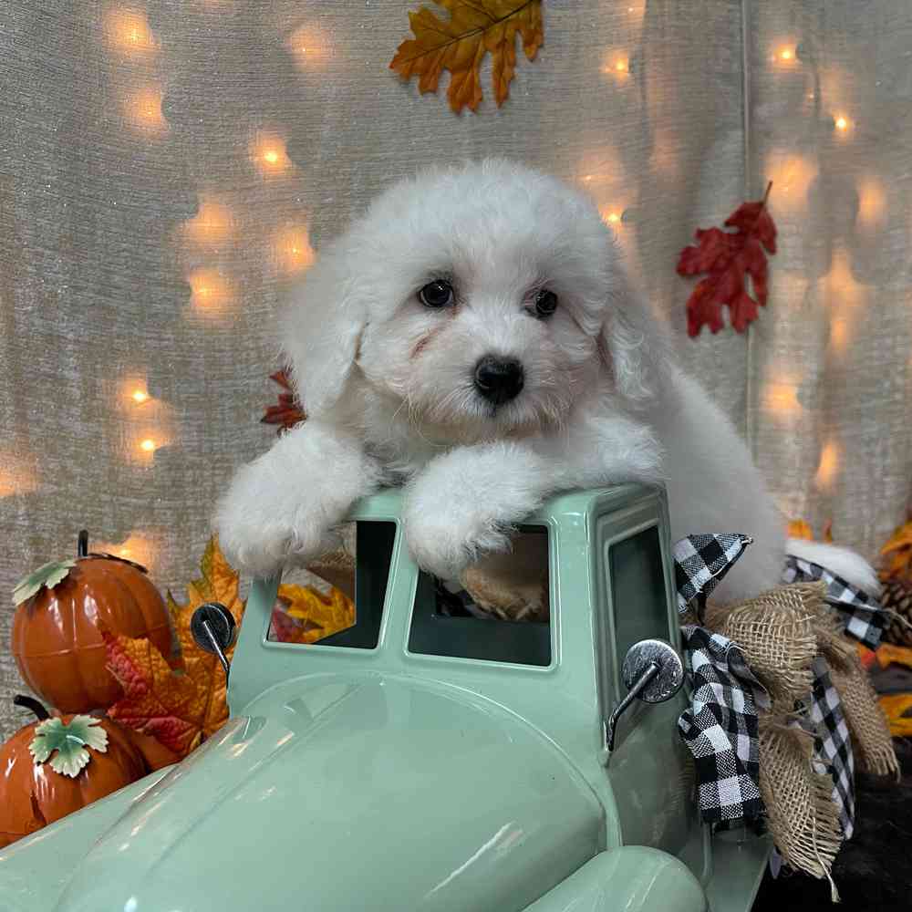 carousel pet images