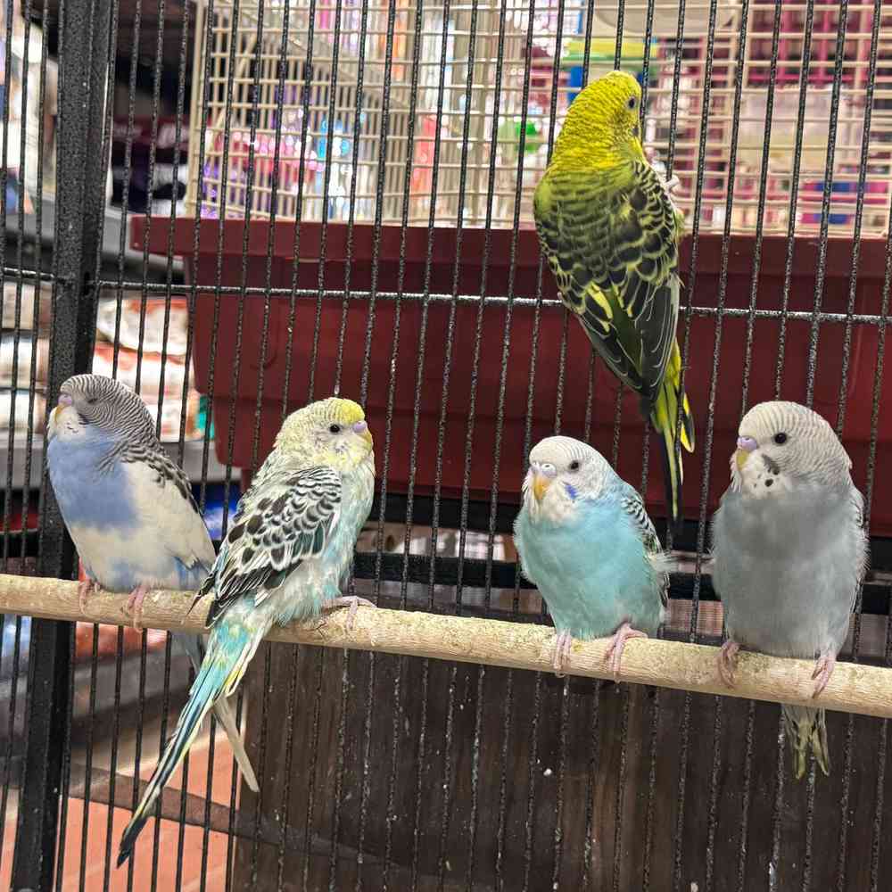 carousel pet images