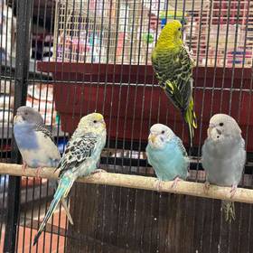 Parakeet