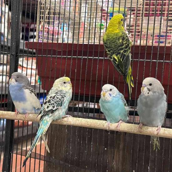 Parakeet