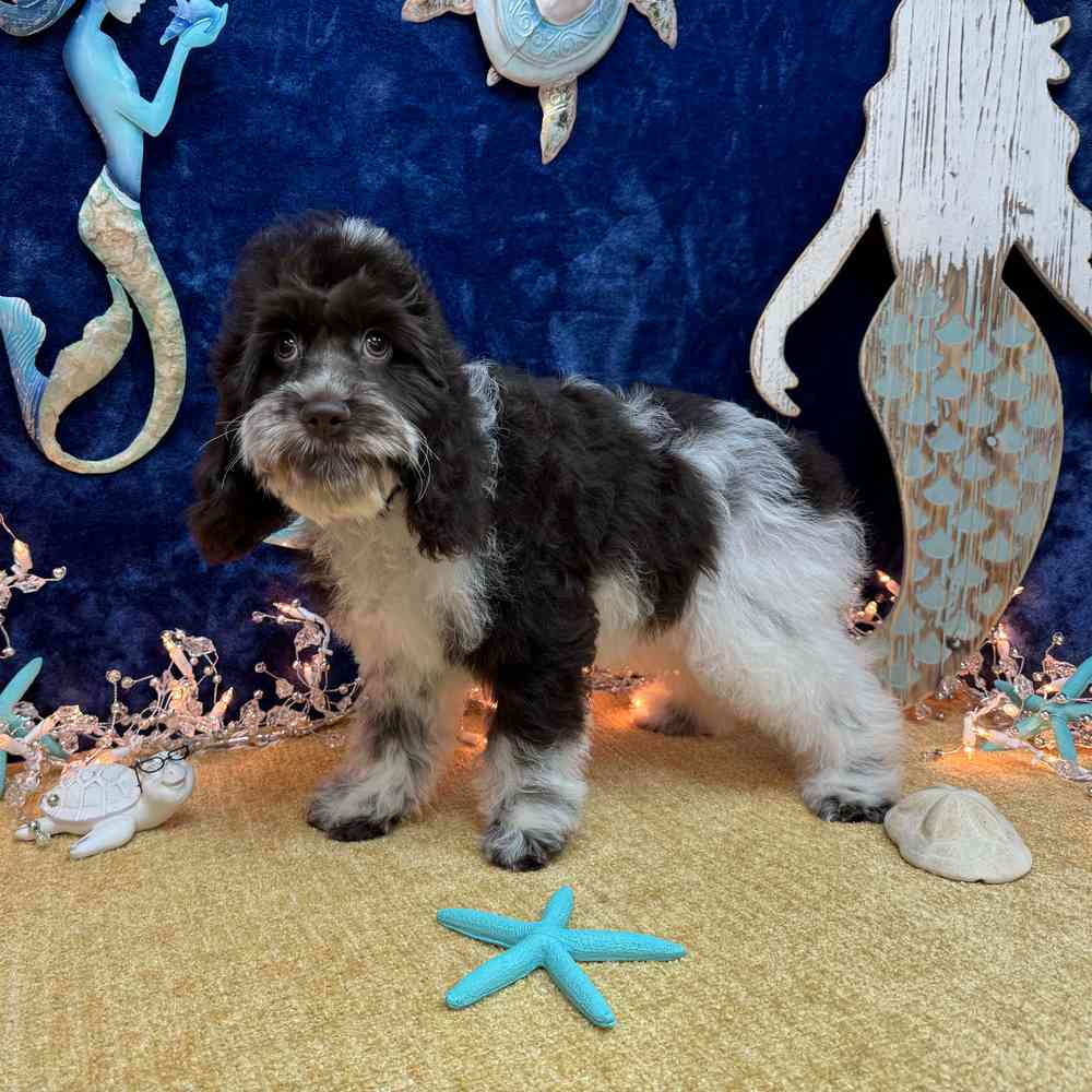 carousel pet images