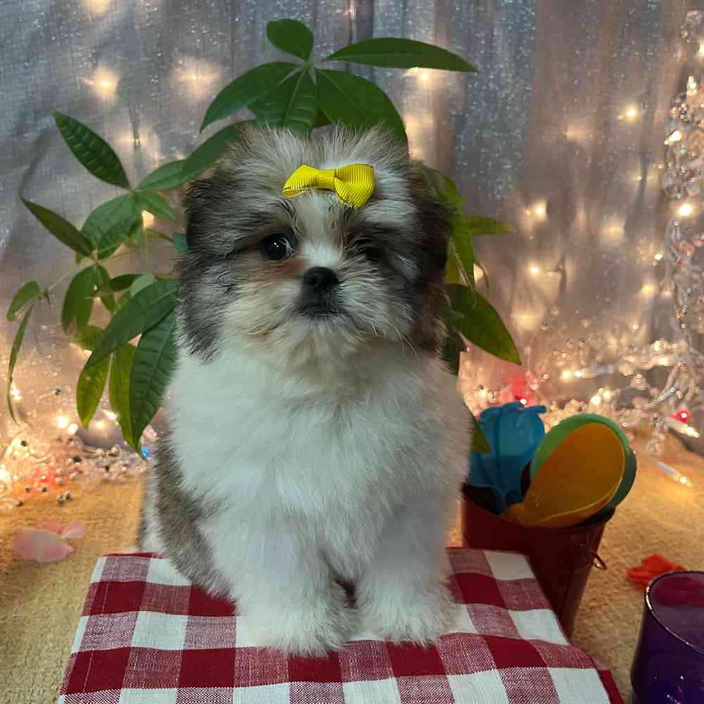 carousel pet images