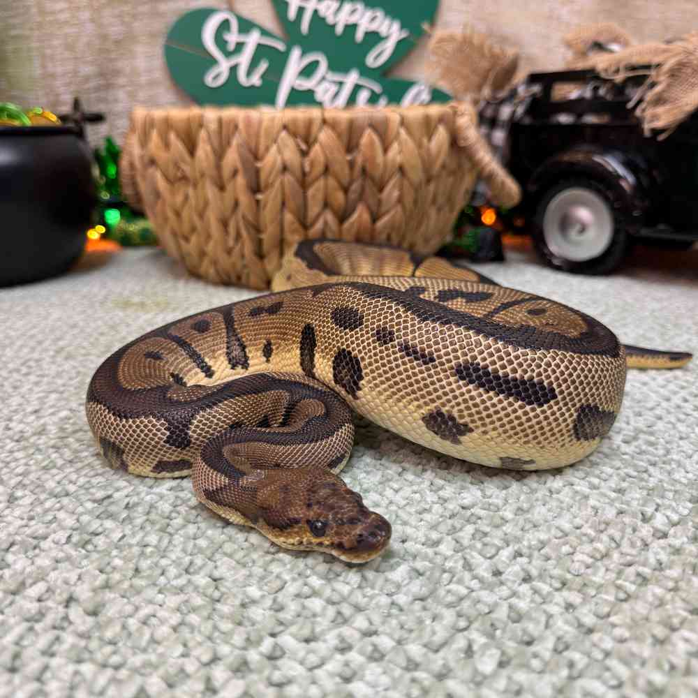 carousel pet images