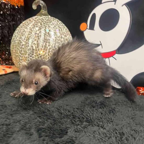Ferret