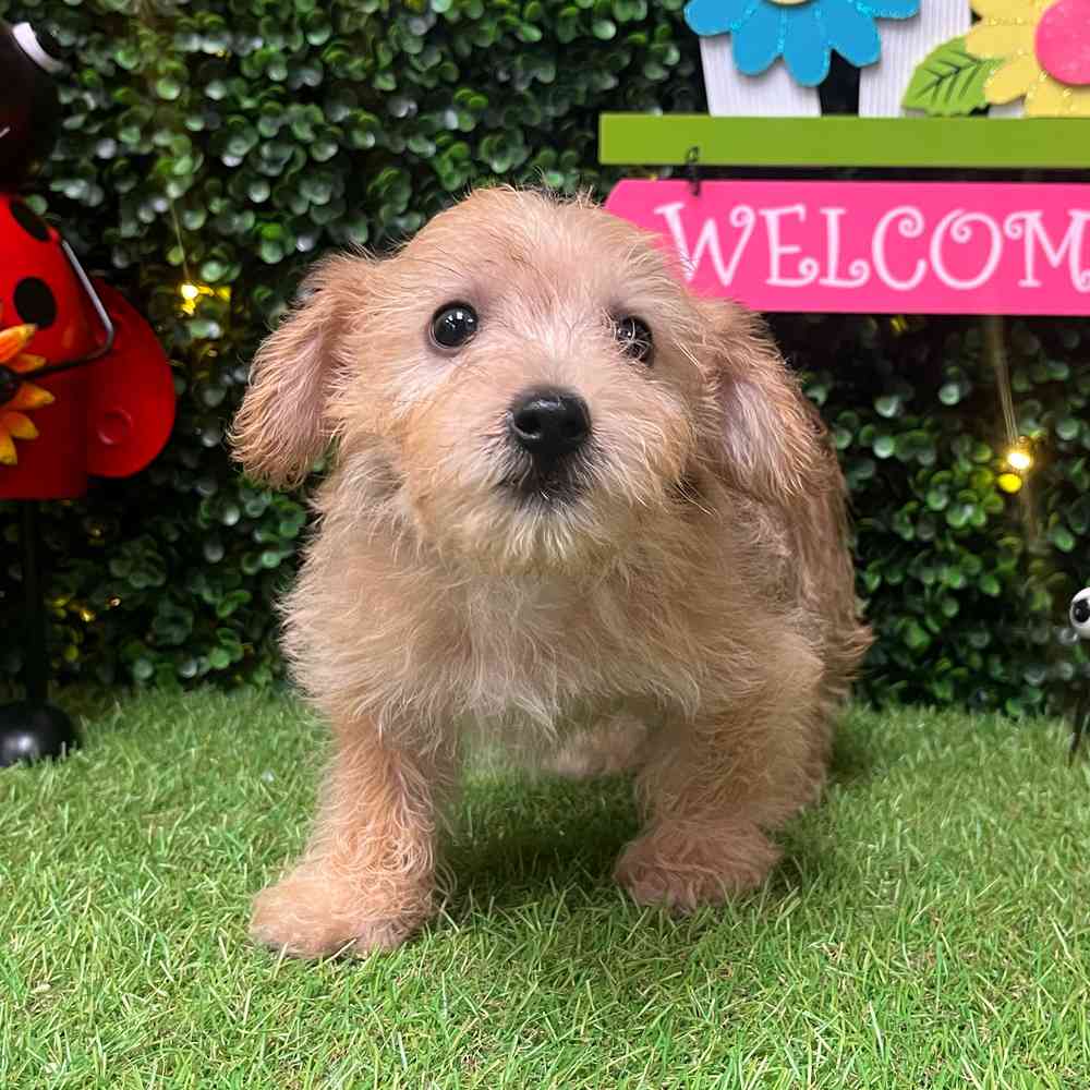 Image of a pet breed in the gallery