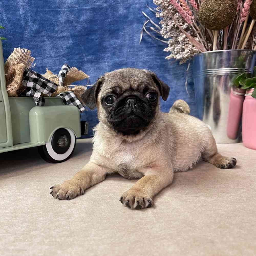 carousel pet images