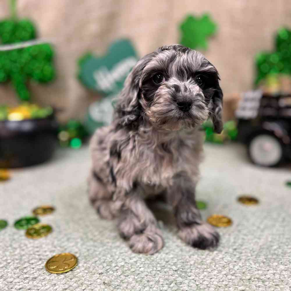 carousel pet images