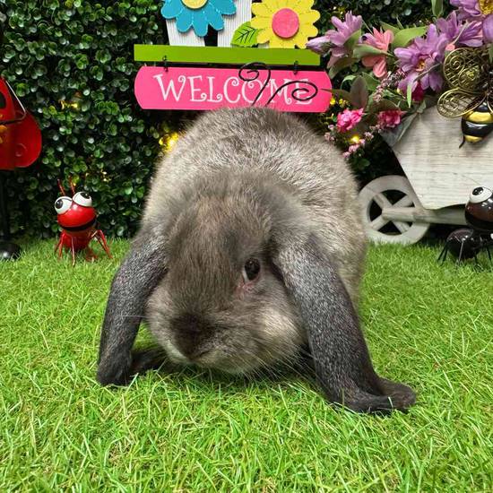 Lop Ear Rabbit