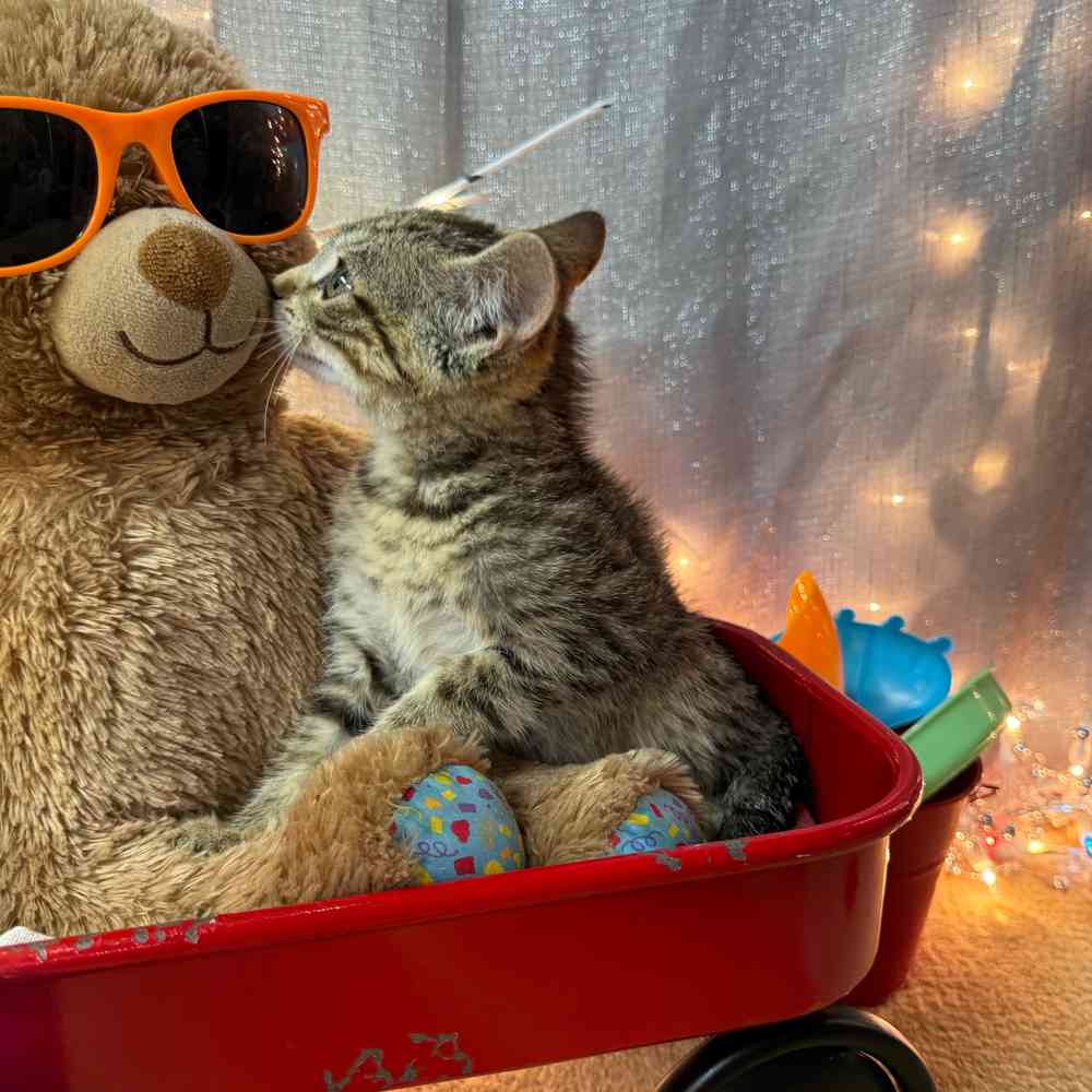 carousel pet images