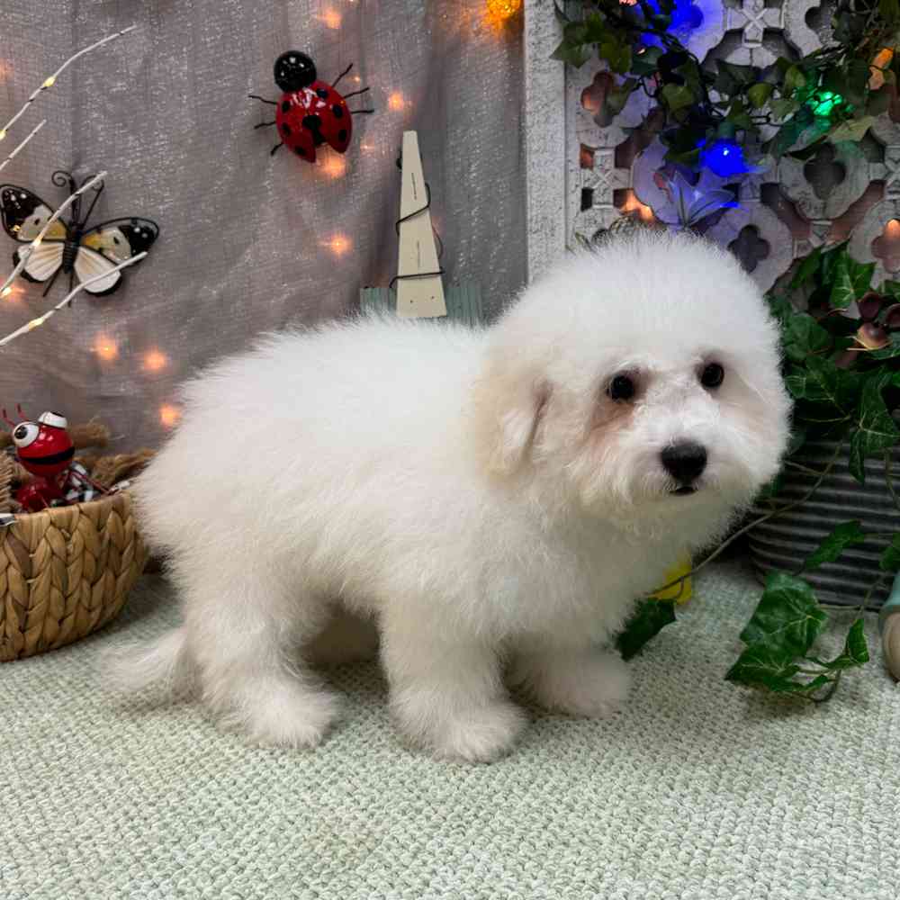 carousel pet images