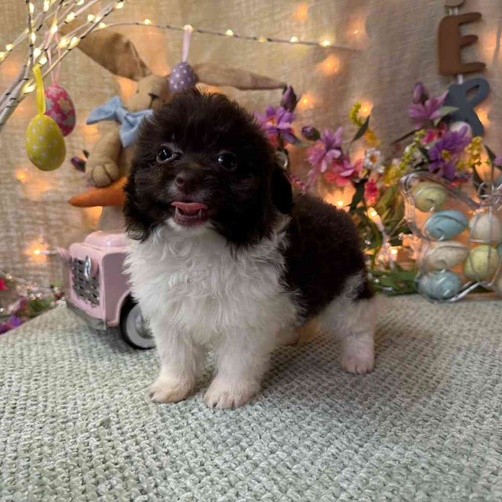 carousel pet images