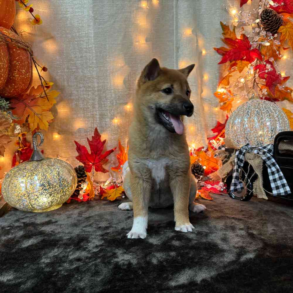 carousel pet images
