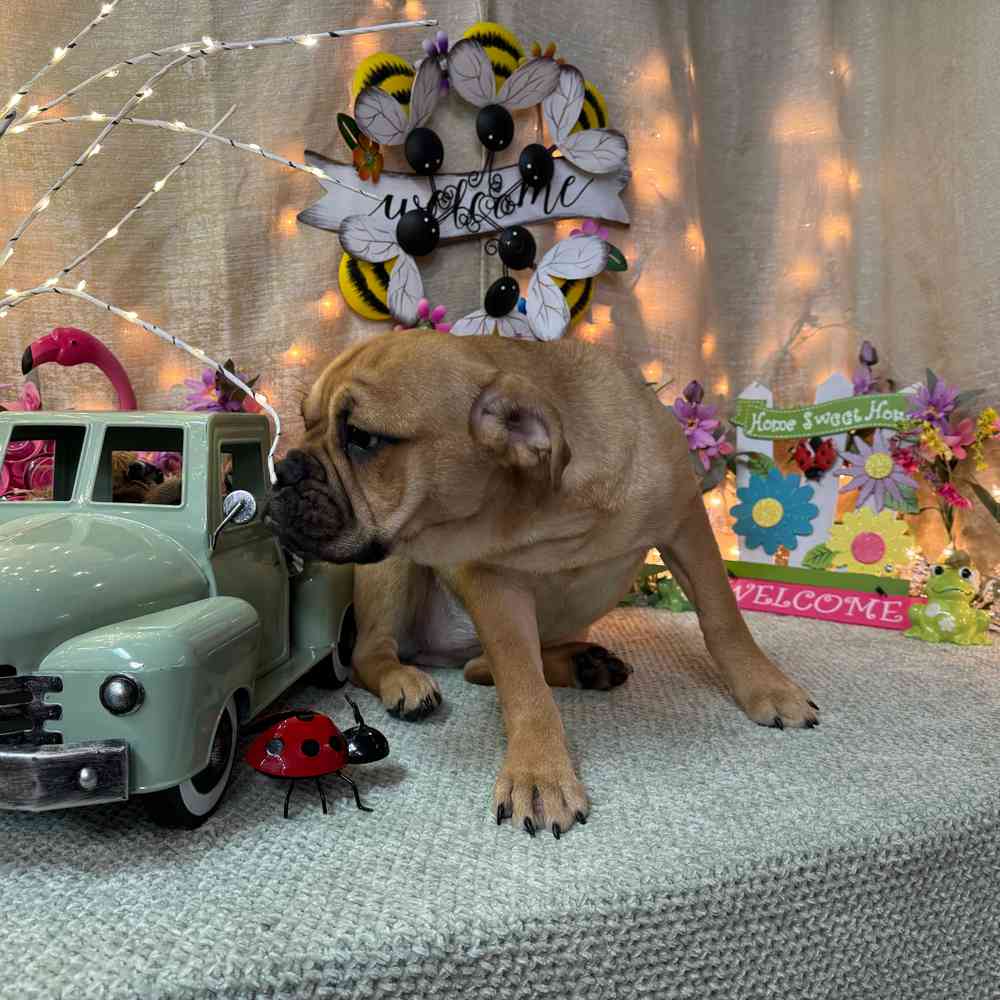 carousel pet images