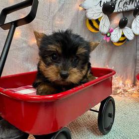 Yorkshire Terrier