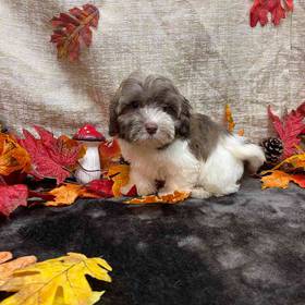 Havanese