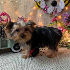 Yorkshire Terrier