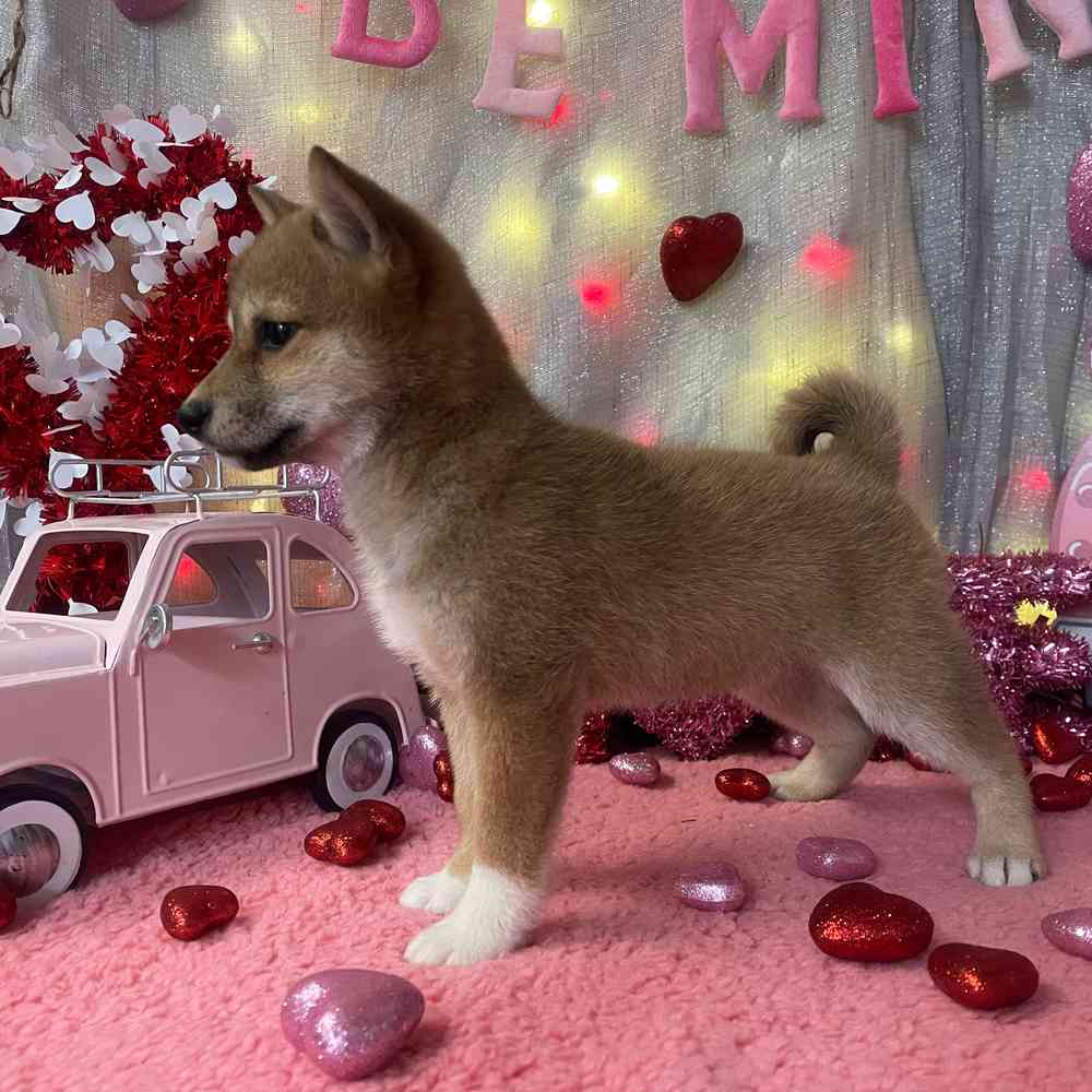 carousel pet images