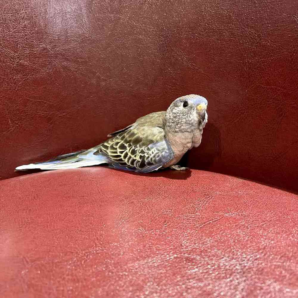 carousel pet images