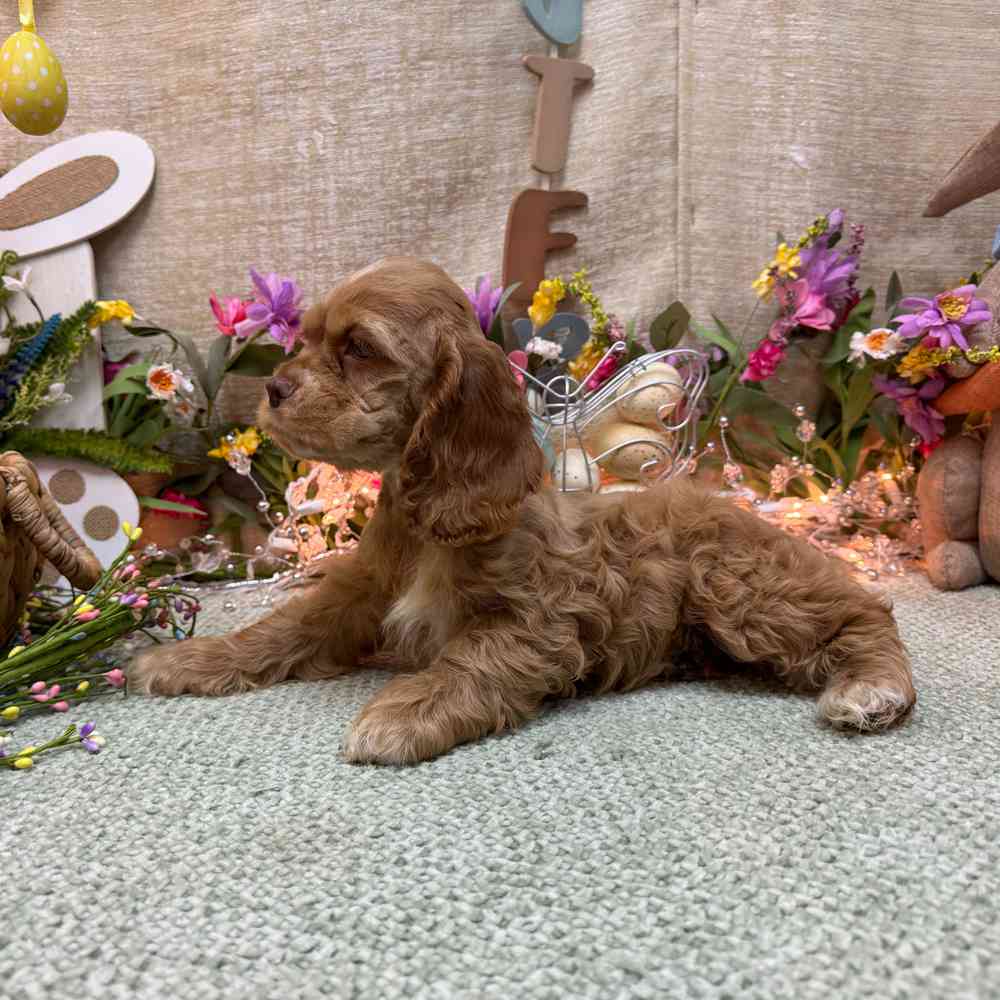 carousel pet images
