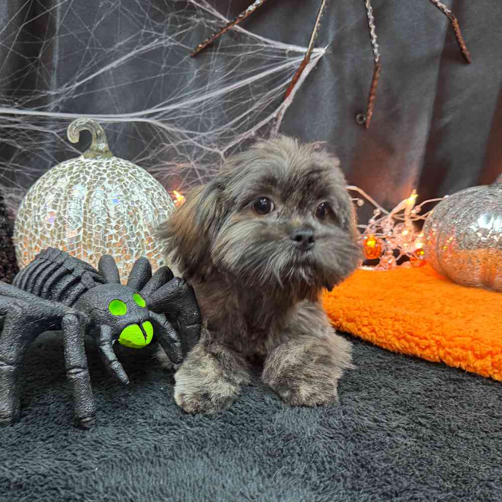 carousel pet images