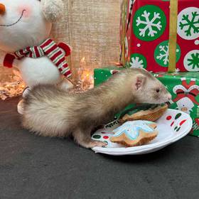 Ferret