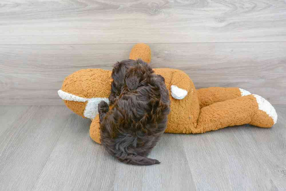 carousel pet images